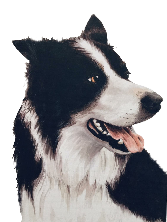 Collie colour painting