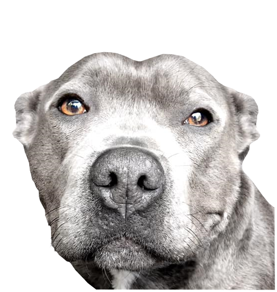 Staffy digital portrait